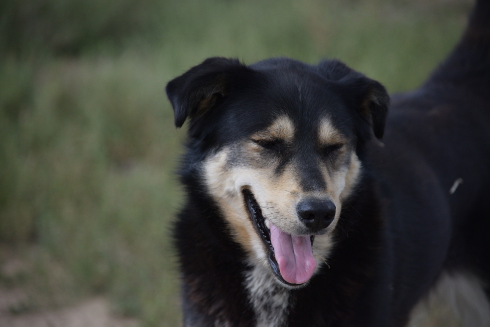 Roxy, an adoptable Husky, Golden Retriever in Salmon, ID, 83467 | Photo Image 2