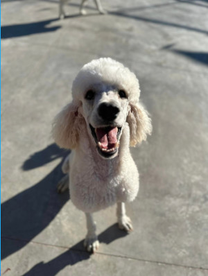 Petfinder best sale standard poodle