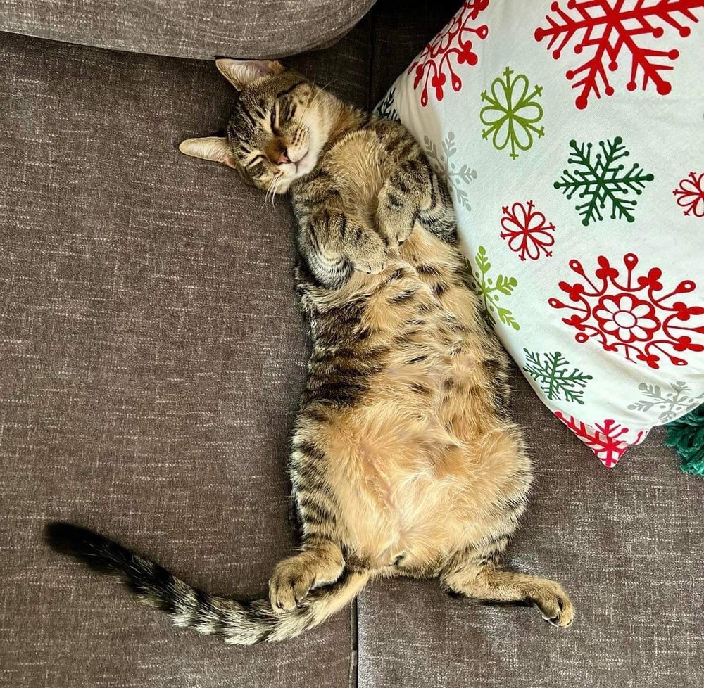 Waffle, an adoptable Domestic Short Hair in Raleigh, NC, 27604 | Photo Image 1