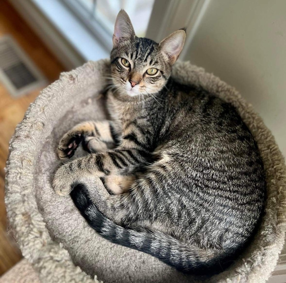Waffle, an adoptable Domestic Short Hair in Raleigh, NC, 27604 | Photo Image 4