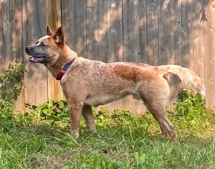 Do australian cattle dogs have store webbed feet