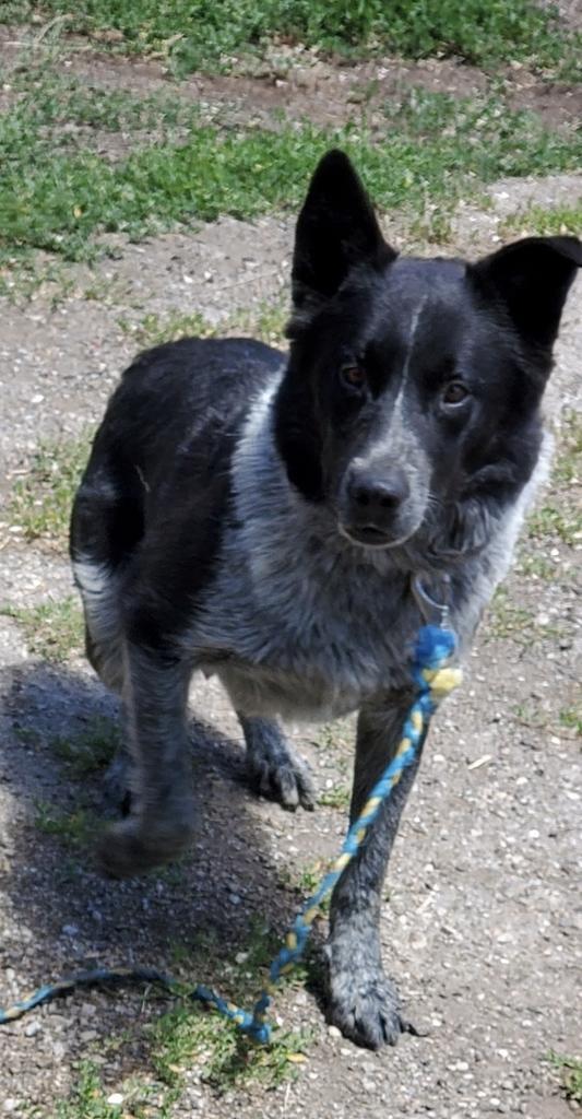 Kirby, an adoptable Cattle Dog in Heber City, UT, 84032 | Photo Image 1