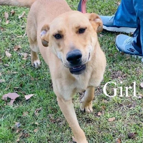 Girl Friday, an adoptable Yellow Labrador Retriever in Natchitoches, LA, 71457 | Photo Image 3