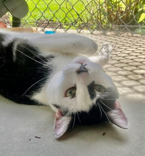 Dutch, an adoptable Domestic Short Hair in Arlington, WA, 98223 | Photo Image 3