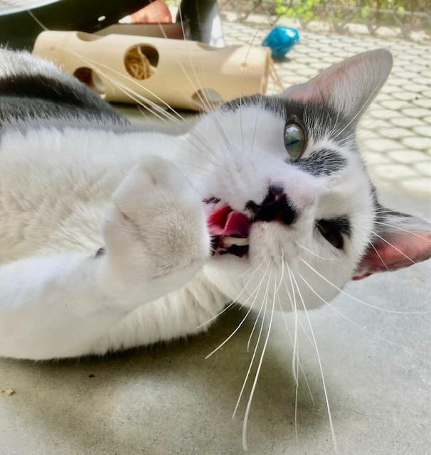 Dutch, an adoptable Domestic Short Hair in Arlington, WA, 98223 | Photo Image 4