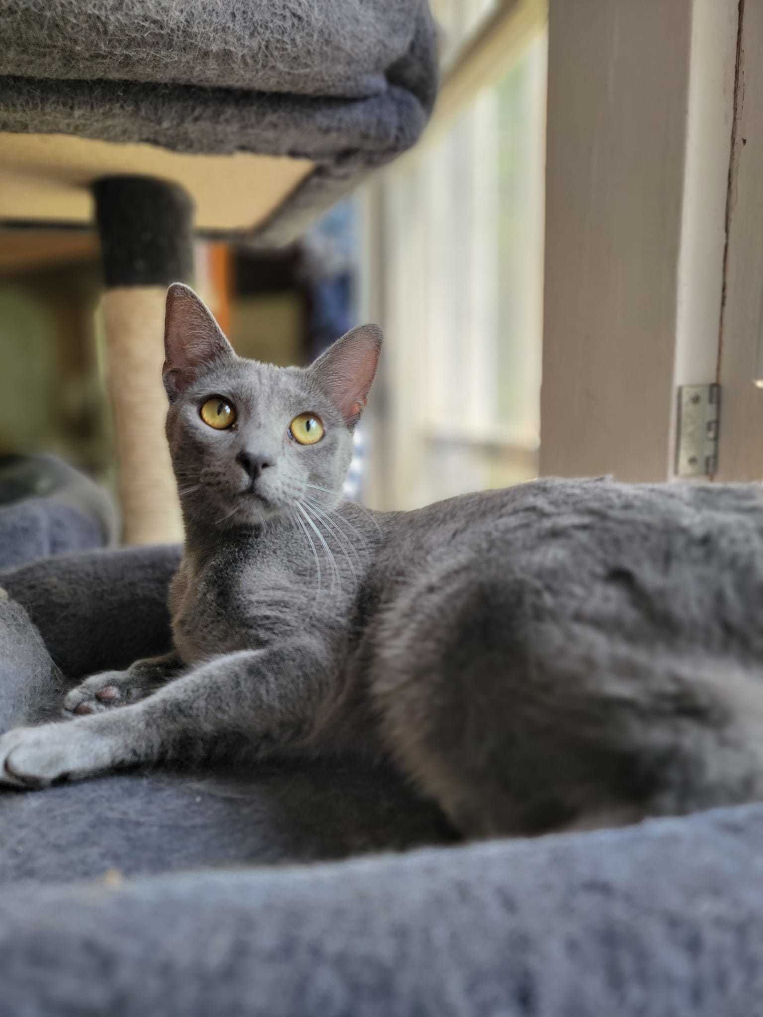 Nova, an adoptable Domestic Short Hair in Niles, MI, 49120 | Photo Image 1