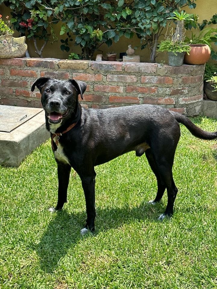 Manny, an adoptable Black Labrador Retriever & Great Dane Mix in Sherwood, OR_image-5