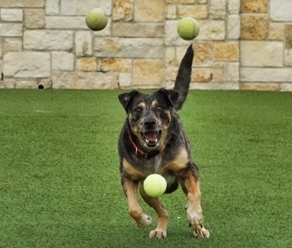 Osby, an adoptable Catahoula Leopard Dog Mix in North Richland Hills, TX_image-3