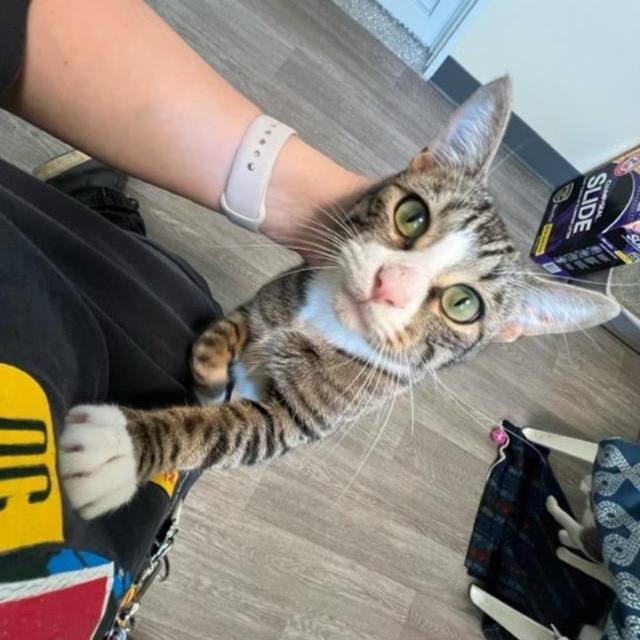 Playful Milo 5