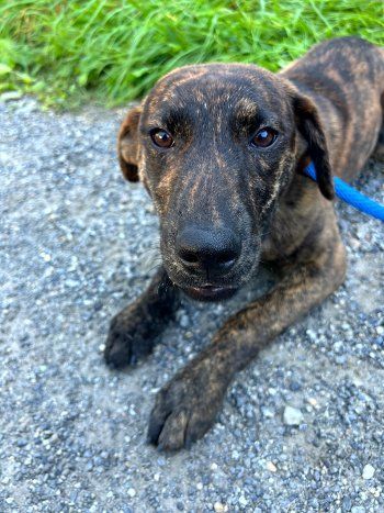 Beanie, an adoptable Labrador Retriever & Shepherd Mix in Bedford Hills, NY_image-1