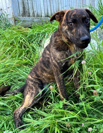 Beanie, an adoptable Labrador Retriever & Shepherd Mix in Bedford Hills, NY_image-2