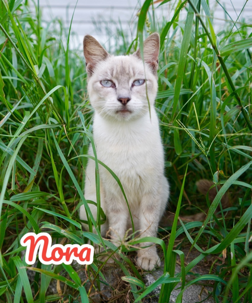 Nora, an adoptable Siamese in Nashville, GA, 31639 | Photo Image 1