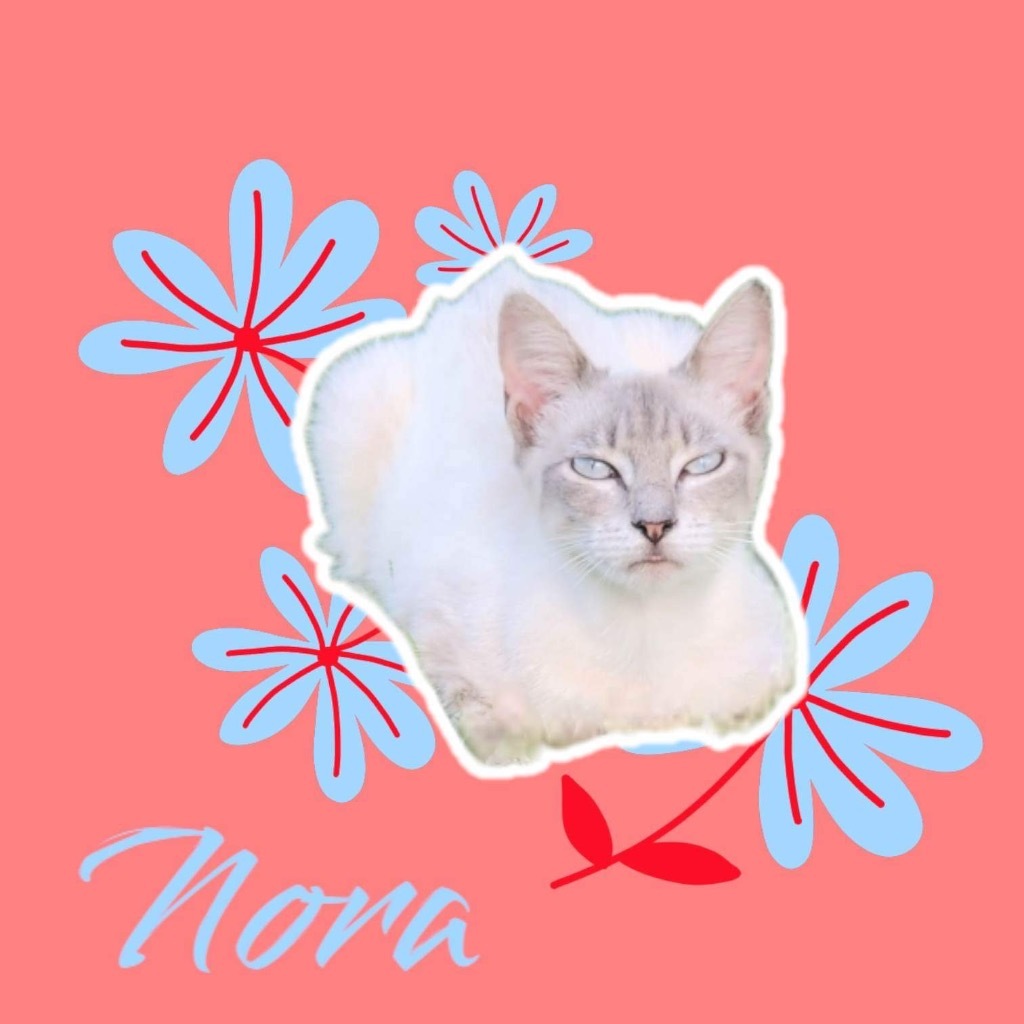 Nora, an adoptable Siamese in Nashville, GA, 31639 | Photo Image 2