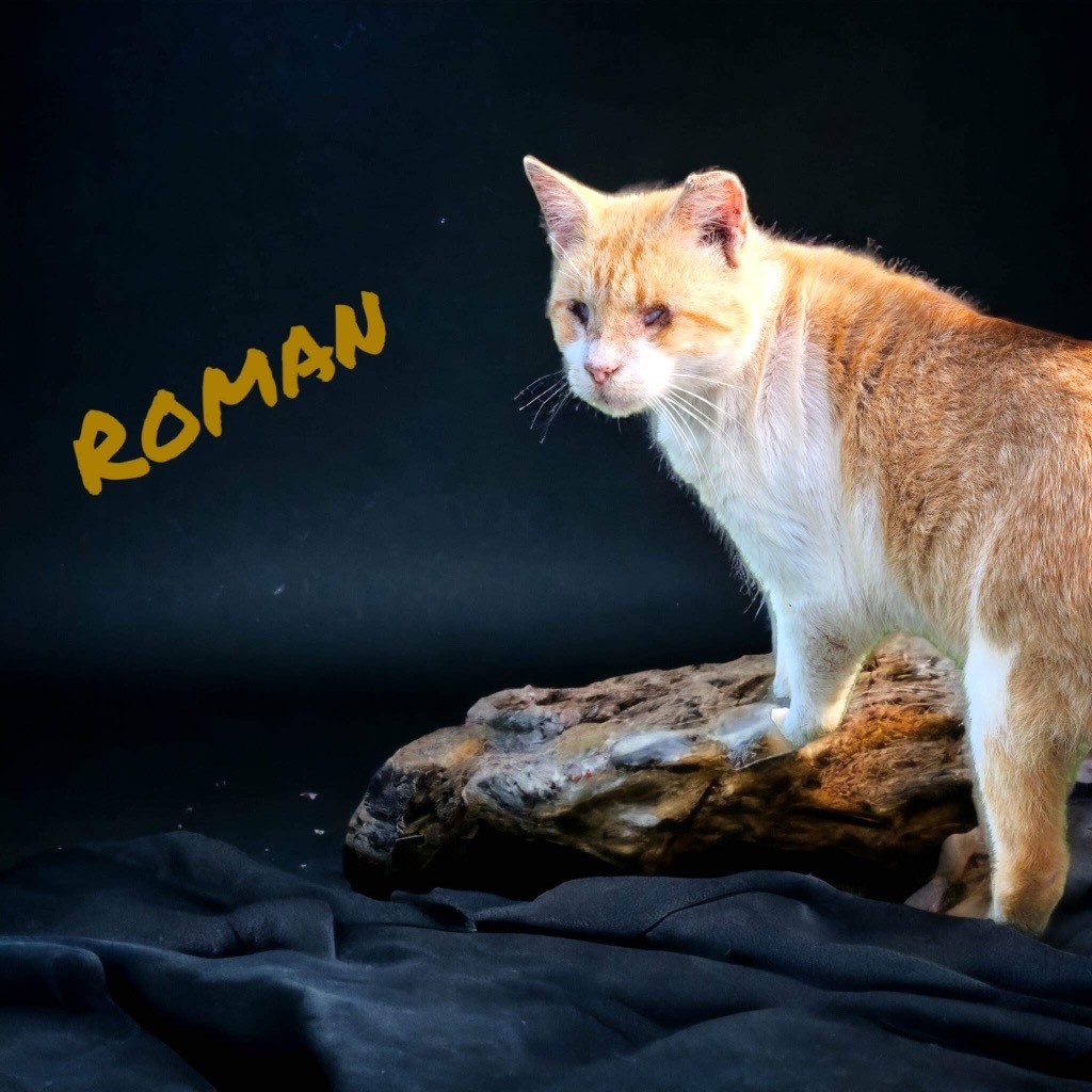 Roman, an adoptable Domestic Short Hair in Nashville, GA, 31639 | Photo Image 1