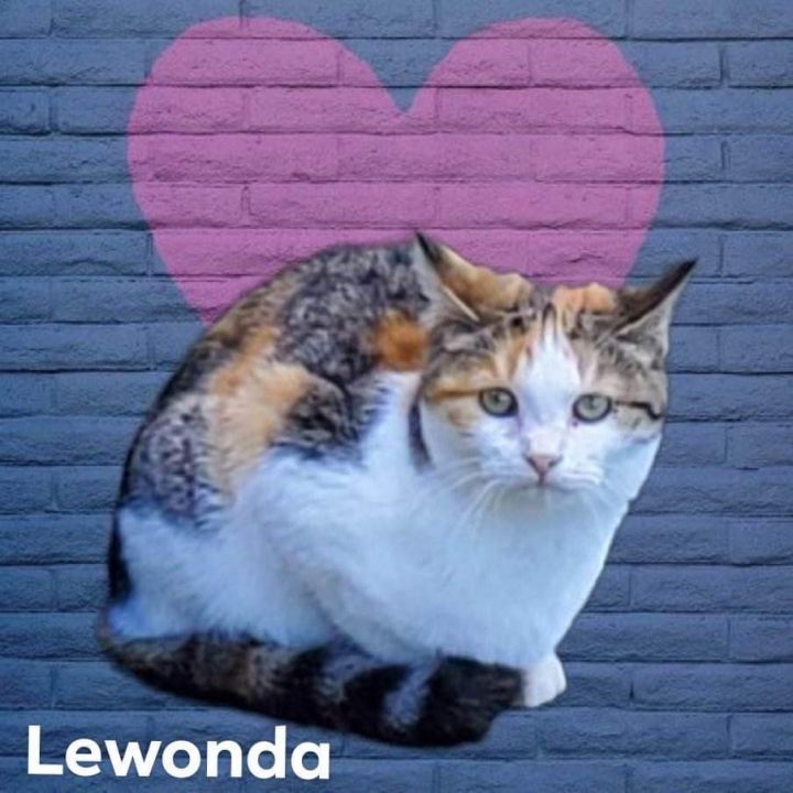 Lewonda, an adoptable Domestic Short Hair in Nashville, GA_image-1