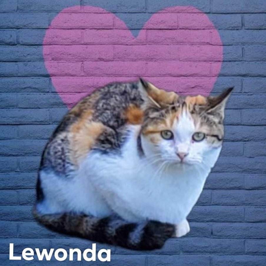 Lewonda, an adoptable Domestic Short Hair in Nashville, GA, 31639 | Photo Image 1