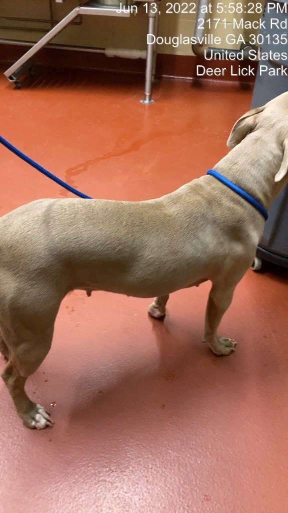 Honeybun, an adoptable Pit Bull Terrier in Douglasville, GA_image-2