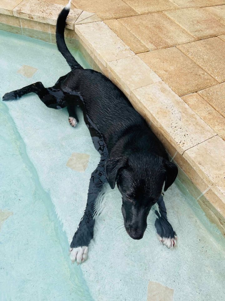 Bert , an adoptable Black Labrador Retriever & Border Collie Mix in New Port Richey, FL_image-4