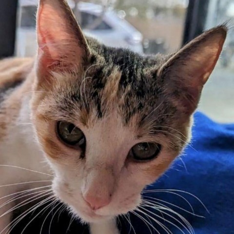 Chloe, an adoptable Domestic Short Hair in Casa Grande, AZ, 85194 | Photo Image 1