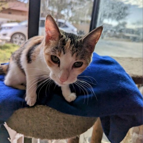 Chloe, an adoptable Domestic Short Hair in Casa Grande, AZ, 85194 | Photo Image 2