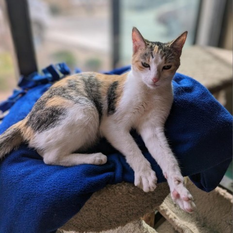 Chloe, an adoptable Domestic Short Hair in Casa Grande, AZ, 85194 | Photo Image 4