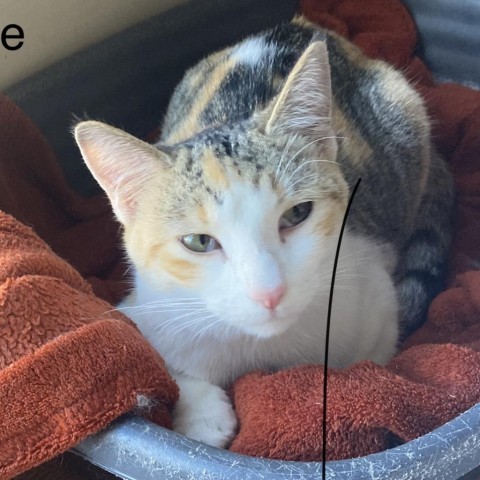 Chloe, an adoptable Domestic Short Hair in Casa Grande, AZ, 85194 | Photo Image 6