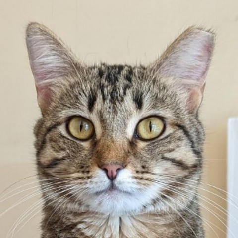 Charlene, an adoptable Domestic Short Hair in Casa Grande, AZ, 85194 | Photo Image 1