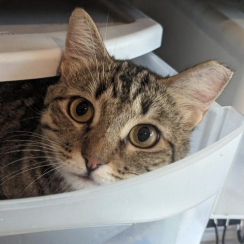 Charlene, an adoptable Domestic Short Hair in Casa Grande, AZ, 85194 | Photo Image 2