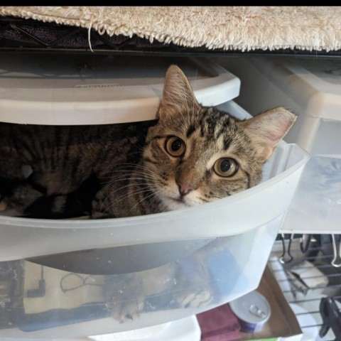 Charlene, an adoptable Domestic Short Hair in Casa Grande, AZ, 85194 | Photo Image 3