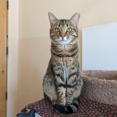 Charlene, an adoptable Domestic Short Hair in Casa Grande, AZ, 85194 | Photo Image 4