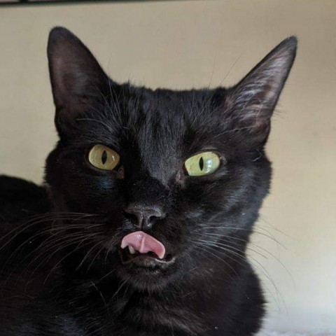 Malachite, an adoptable Domestic Short Hair in Casa Grande, AZ, 85194 | Photo Image 1