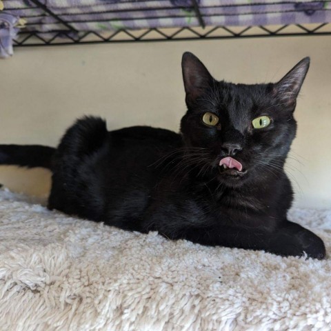 Malachite, an adoptable Domestic Short Hair in Casa Grande, AZ, 85194 | Photo Image 2