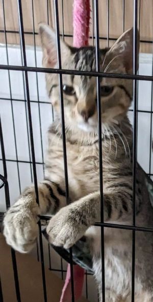 Pip, Young Male Domestic Short Hair