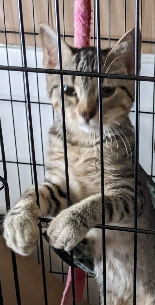 Pip, an adoptable Domestic Short Hair in Greene, NY, 13778 | Photo Image 1