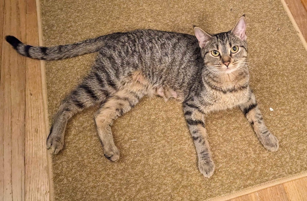 Striper, an adoptable Domestic Short Hair in Greene, NY, 13778 | Photo Image 1