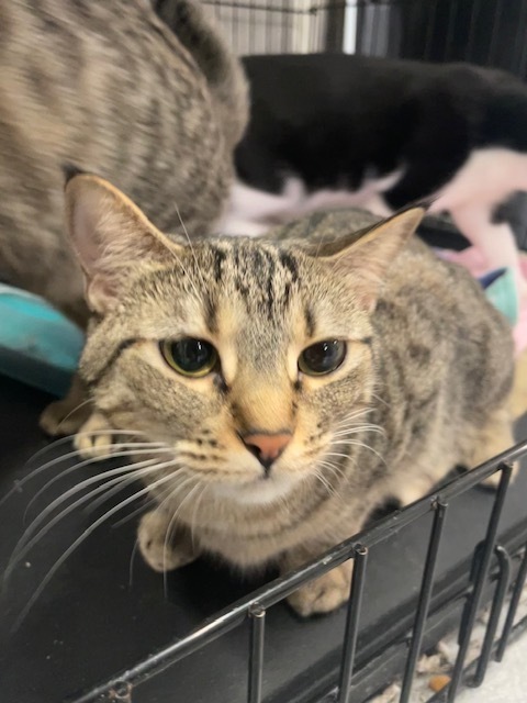 Striper, an adoptable Domestic Short Hair in Greene, NY, 13778 | Photo Image 2