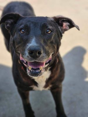 Dog for adoption - Sue, a Labrador Retriever & Pit Bull Terrier Mix in ...