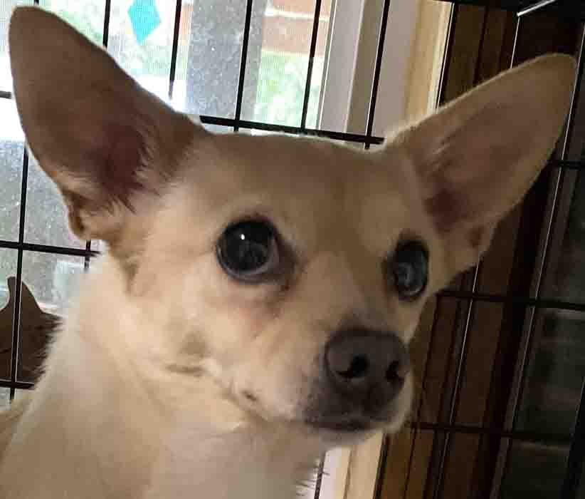 Bruiser, an adoptable Rat Terrier, Chihuahua in Vernonia, OR, 97064 | Photo Image 1