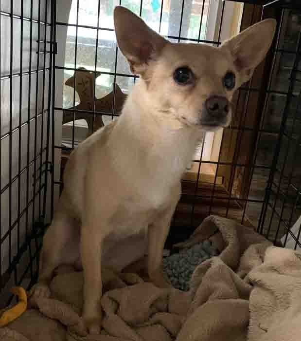 Bruiser, an adoptable Rat Terrier, Chihuahua in Vernonia, OR, 97064 | Photo Image 2