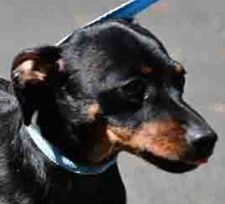 Dachshund and mini pinscher clearance mix