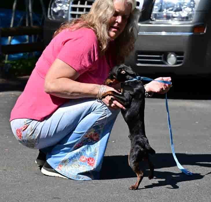 Little Man, an adoptable Dachshund, Miniature Pinscher in Vernonia, OR, 97064 | Photo Image 2