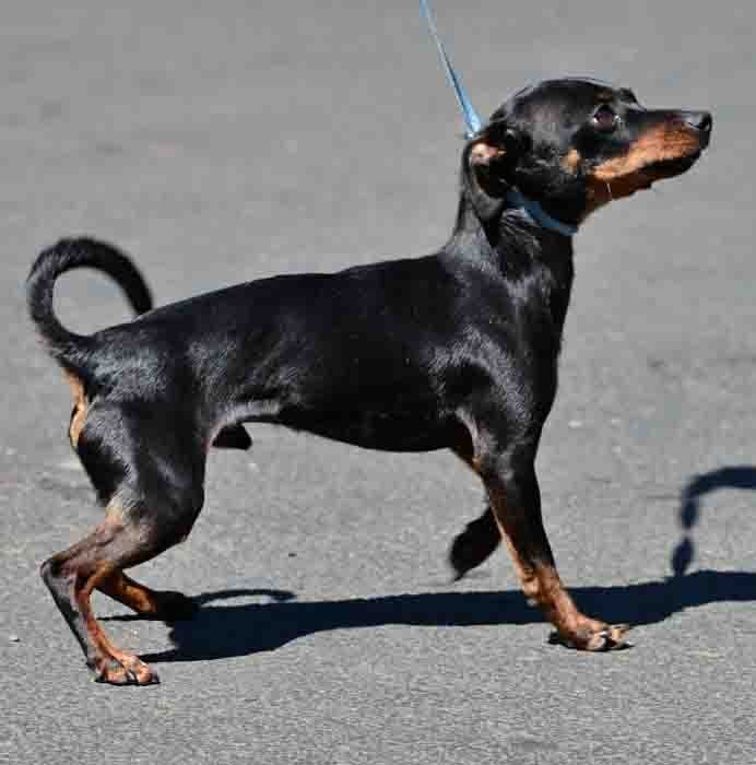 Dachshund and miniature store pinscher