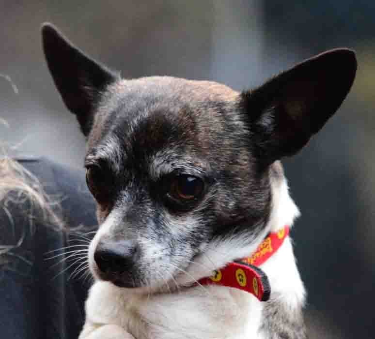 Bodhi, an adoptable Chihuahua in Vernonia, OR, 97064 | Photo Image 1