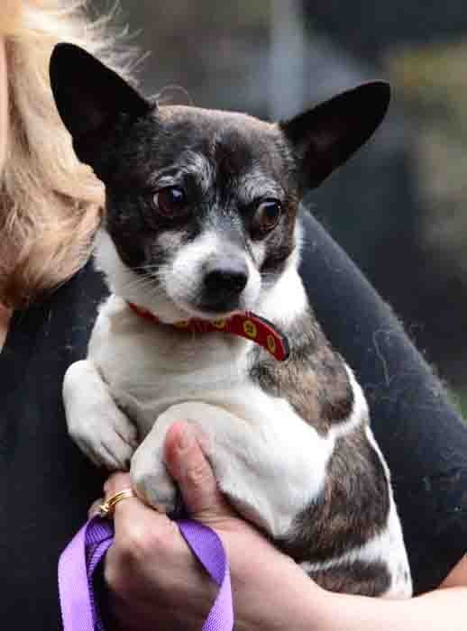 Bodhi, an adoptable Chihuahua in Vernonia, OR, 97064 | Photo Image 2