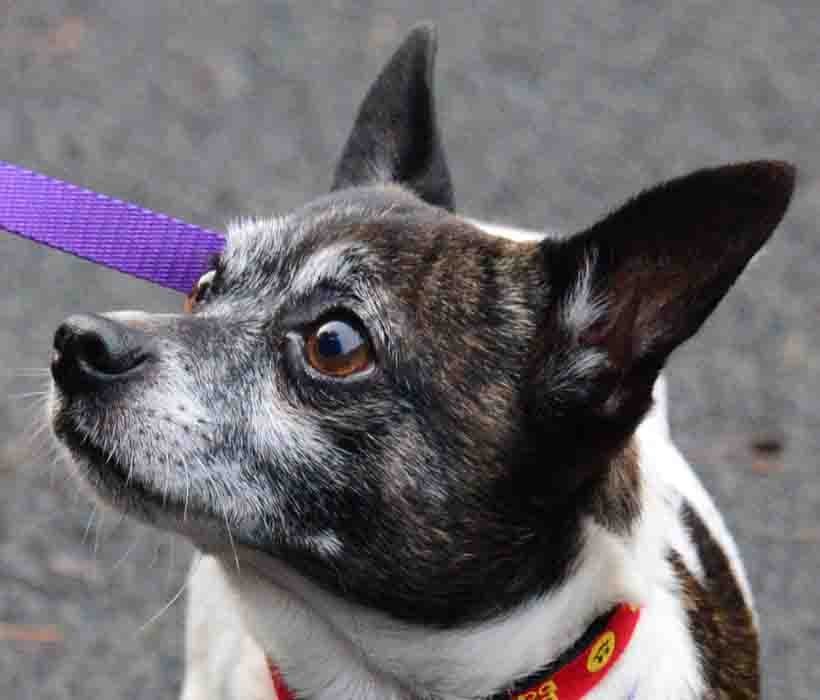 Bodhi, an adoptable Chihuahua in Vernonia, OR, 97064 | Photo Image 3