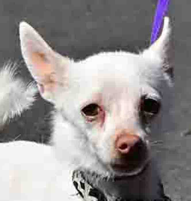 Snowball, an adoptable Chihuahua, Terrier in Vernonia, OR, 97064 | Photo Image 1