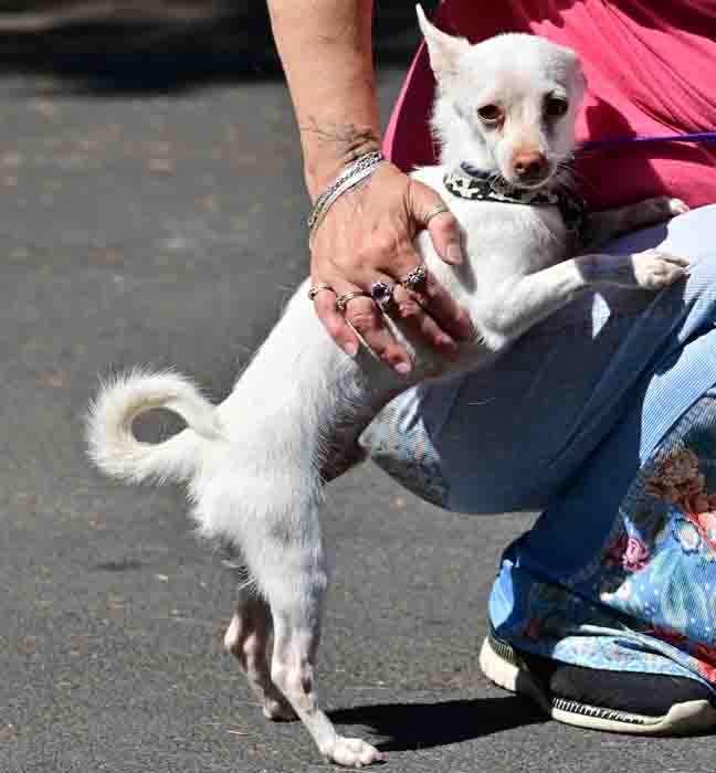 Snowball, an adoptable Chihuahua, Terrier in Vernonia, OR, 97064 | Photo Image 2