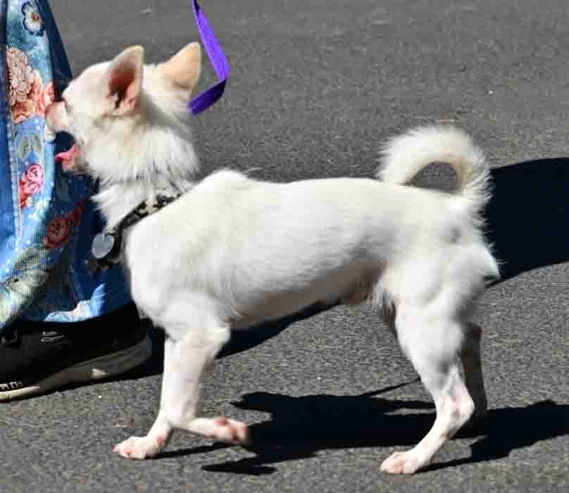 Snowball, an adoptable Chihuahua, Terrier in Vernonia, OR, 97064 | Photo Image 3