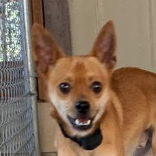 Snickers, Adult Male Miniature Pinscher