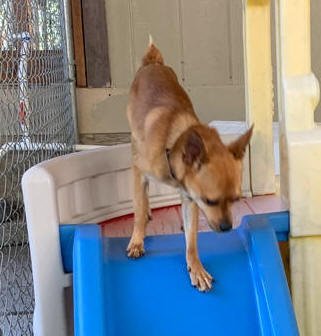 Snickers, an adoptable Miniature Pinscher, Chihuahua in Vernonia, OR, 97064 | Photo Image 2